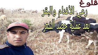 ڤلوغ رعي الأغنام والبقر في الحصيدة بعد حصد الشعير