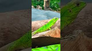 😍😍 COCO la iguana verde #shorts #short #shortvideo