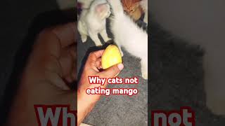 Cute cat and kittens funny videos🐈😜#shorts #catandkittens24 #cat #funnycats #pets #kitten