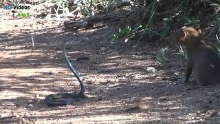 Mongoose Killing Black Cobra ! Watch Till End