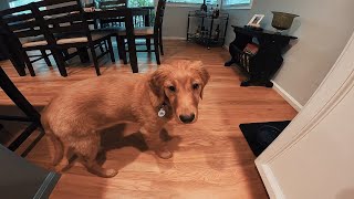 Playing With My Golden Retriever Puppy On a Rainy Day