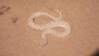 Venomous Sidewinder Snake hides itself in Sand  1080 X 1920 60fps