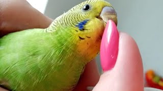 #Shorts 🦜Nail art. Parrot manicure ideas.🦜 Идеи маникюра с попугайчиками.🐦