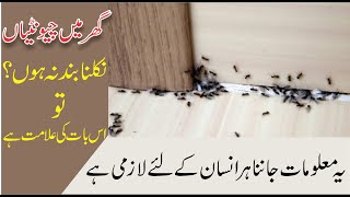 Understand If Ants Do Not Stop Coming Out Of The House