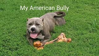 American Bulldog Friendly or Unfriendly? | Bulldogs