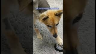 Dog ringing a bell for treats. Just a lil Pavlovian.