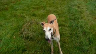 Thirteen year old Greyhound running