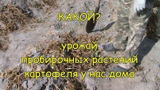 Урожай пробирочного картофеля у нас дома