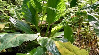 Health Benefits of the Skunk Cabbage Plant