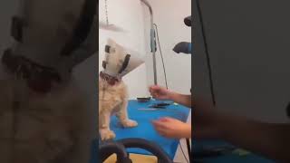 Funny Aggressive Dog