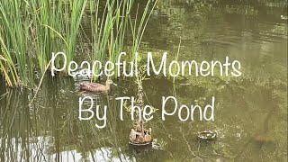 Peaceful moments by the pond