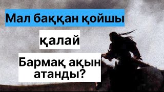 БАРМАҚ АҚЫН ТУРАЛЫ АҢЫЗ / ҚОЙШЫ ҚАЛАЙ АҚЫН АТАНДЫ?