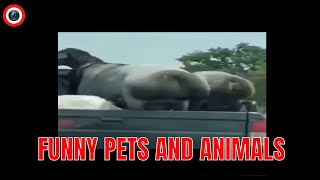 🤣 Funniest 🐶 Dogs and 😻 Cats - Awesome Funny Pet Animals Videos 😇 #shorts