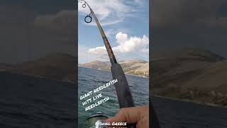 Giant Needlefish “cannibalizes” live needlefish bait￼! Fishing Greece #shorts