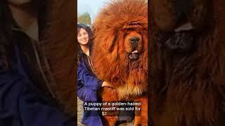 Tibetan Mastiff