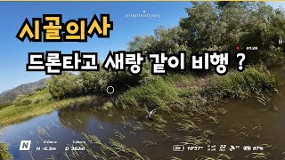 드론타고 새랑 비행하기 가능?? II is it possible to control drone to fly together with a bird ?