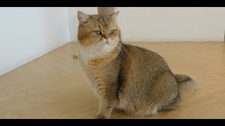 Visiting Cat Cafe in KL  | Cute & adorable cats | Relax & Chill | 可爱猫咖啡厅 休闲 #cat #cats #catlover