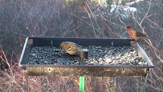 Pine Siskin Aggression