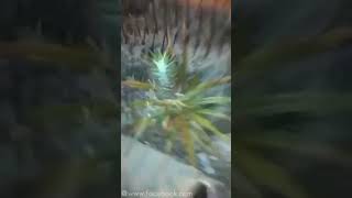 Guy runs up and steals pineapple meme