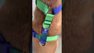 Get the All New no pull harness #dog #dogtraining #doglover #harness #catharness #dogharness #dog