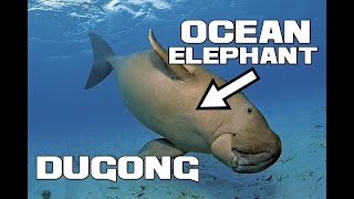 The OCEAN Elephant - Dugong - Animal a Day