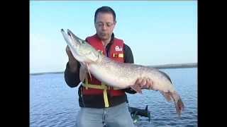 30 pound class northern pike