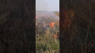 Buring grass with fire 🔥