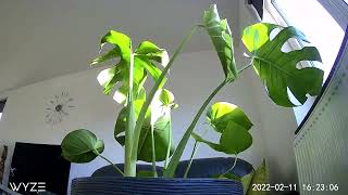 Monstera Deliciosa unfurling leaf /timelapse