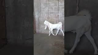 Gulabi goat #champion #topqualitygoat #shoq #shortvideo #mandilatest