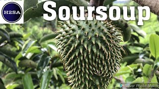 Soursoup - H2SA Code : F014-E