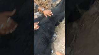 Please Help Gau mata 🙏 #shorts #viralvideo #saveanimals #savecow #radhegovindavlogs