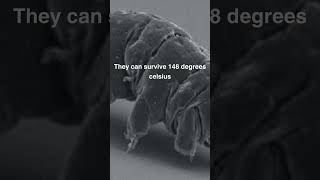 Tardigrades will survive the end of the world