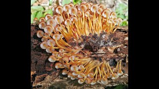 Mycena sp, renati cred...