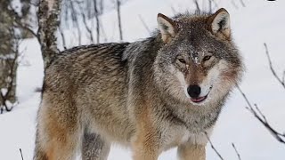 7 Massive Wolves Ever To Roam On The Planet | Unknown Facts