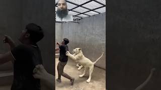 Lion Attack on boy #lion #tiger #allah #facts #attack