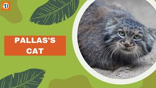 PALLAS'S CAT | The Fascinating Pallas's Cat | A Unique Feline Species of the Steppes