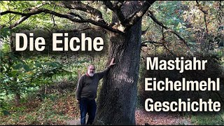 Eiche Baum der Bäume  Eichelmehl herstellen