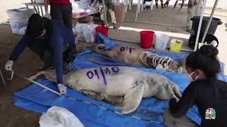 Grave Sequía en el Amazonas deja Delfines y Peces Muertos