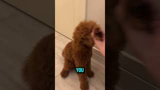 Poodles Have WiFi? Smart & Sassy Dogs Explained!