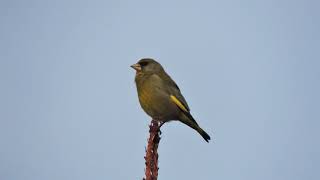 Обыкновенная зеленушка Chloris chloris, песня / European greenfinch song