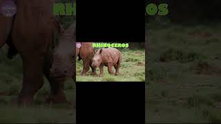 Rhinoceros, animals for kids, animals for toddlers, a to z animals names