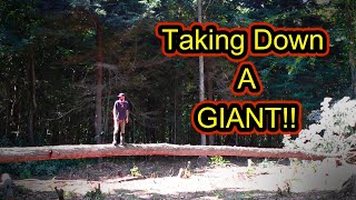 TAKING DOWN THE GIANT! DONE! Over 100ft TALL!! HUGE TREE CONQUERED! OFF-GRID Couple building a life!