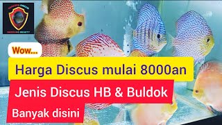 review harga Discus, di Ganesha Discus. harga Discus mulai 8000ribuan. #discus #discusfish