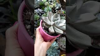 echeveria beverley