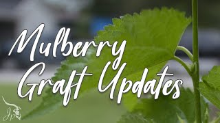 Mulberry Graft Update 2020