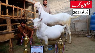 Champion Goats Of Beauty & Heavy Weight Competition Goat Show 2024