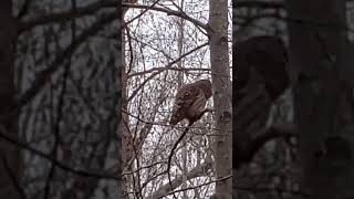 Owl craps in the woods and rotates his head