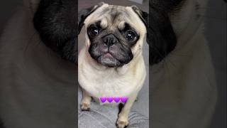 For life 💜💜💜 #dog #pug #cute #funny #fyp #shorts