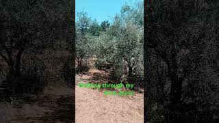 Walking through my olive grove, looking forward to producing our own olive oil #cyprus #olivegarden