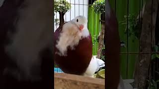 suara burung merpati gacor#short#